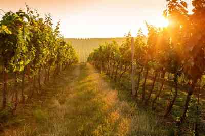 © Rostislav Sedlacek - fotolia.com Weinreben